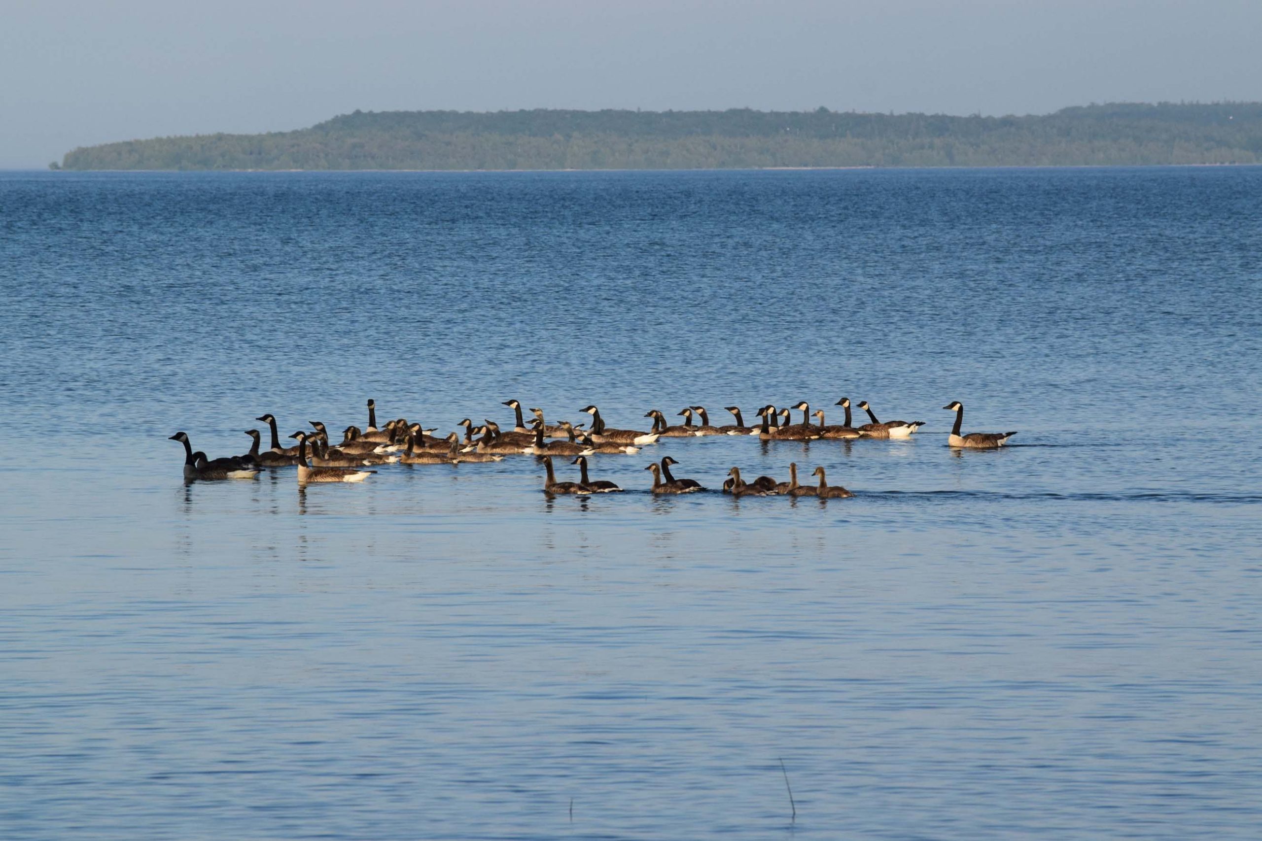 Geese in Lake